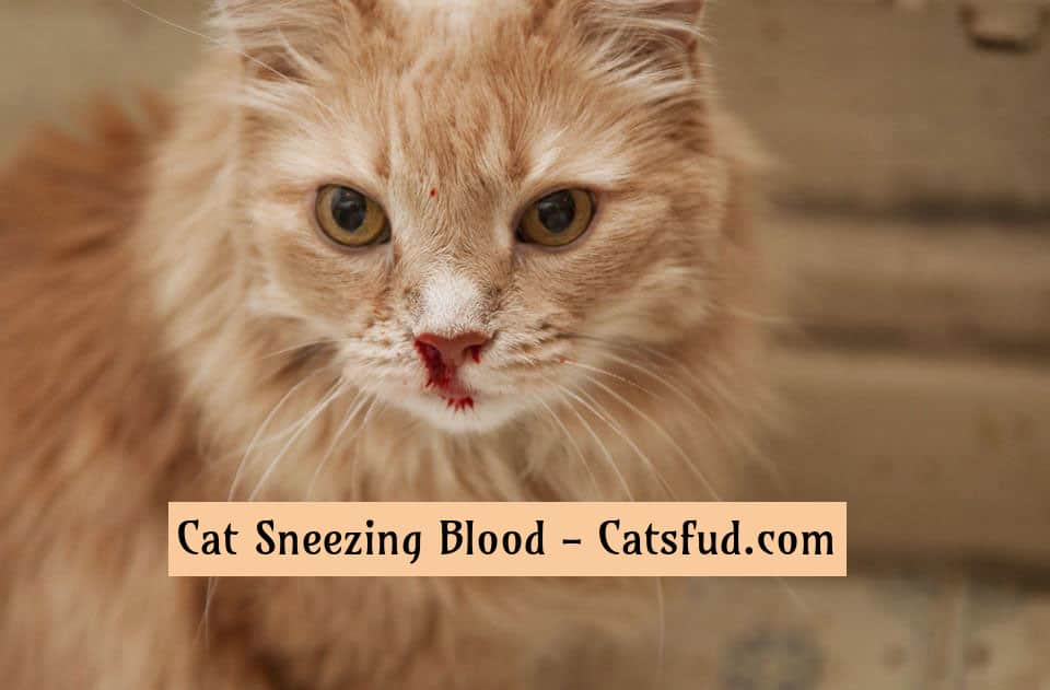 Cat Sneezing Blood Continuously