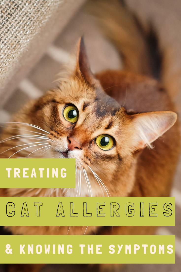 Cats with Allergies