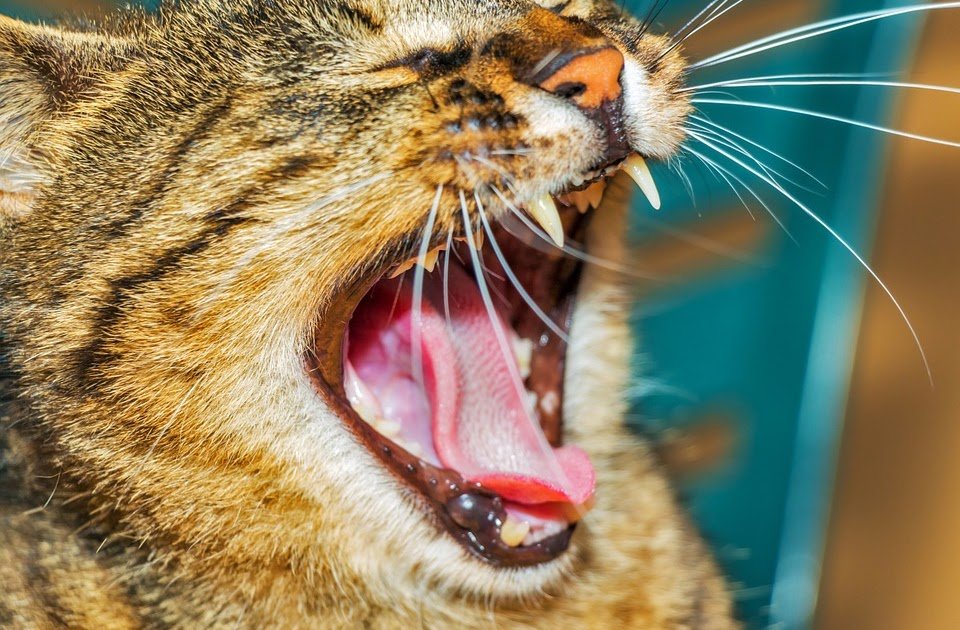 Cats World: How many teeth does a cat have and the period ...
