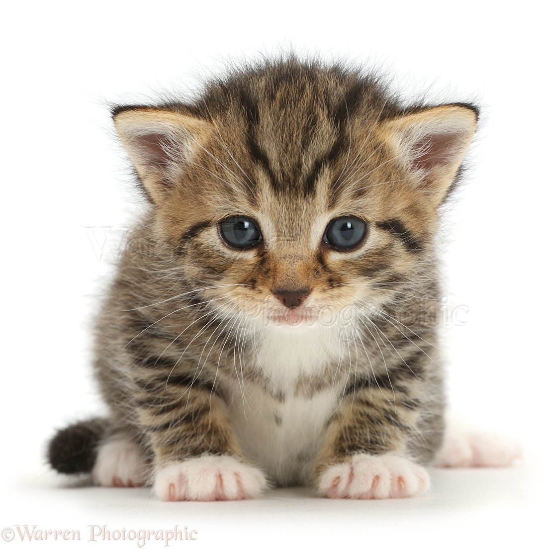 Cute tabby kitten, 3 weeks old photo WP42995