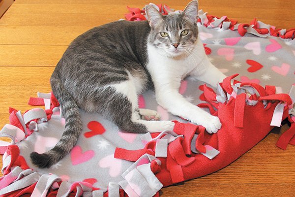 DIY: Make a Sweet Valentineâs Day Blanket for Your Kitty ...