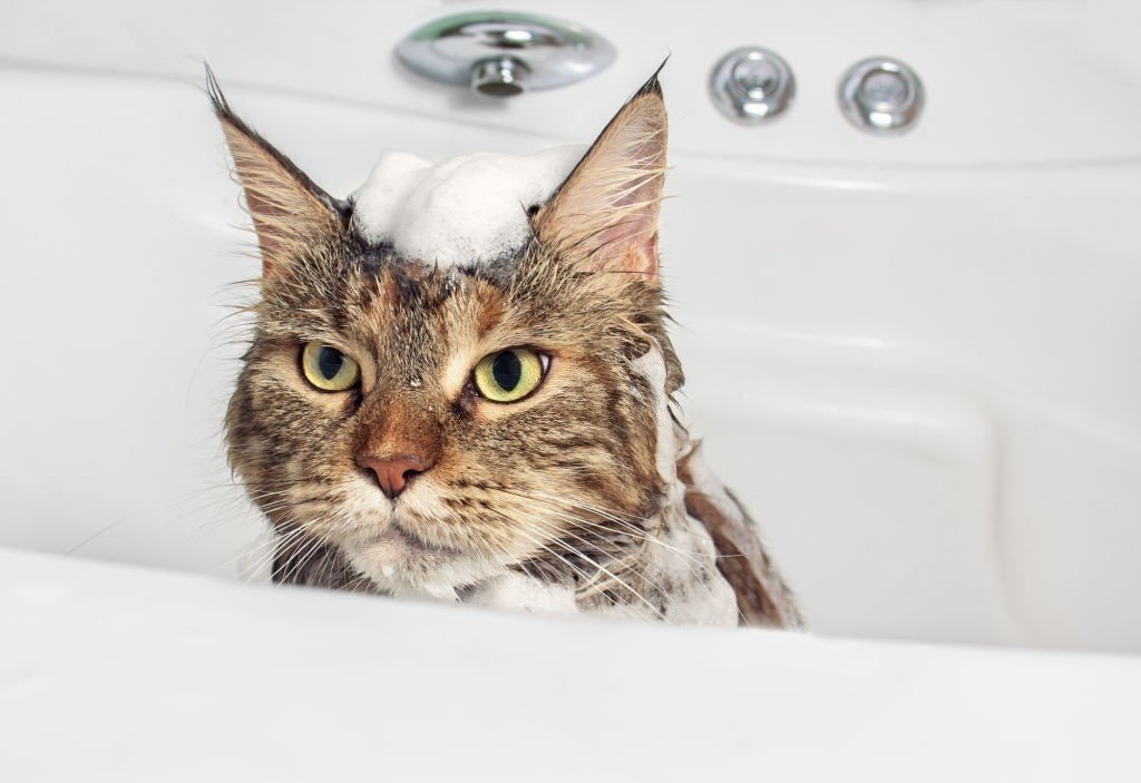 Do Maine Coon Cats Like Water? If So, Why Do Maine Coons ...