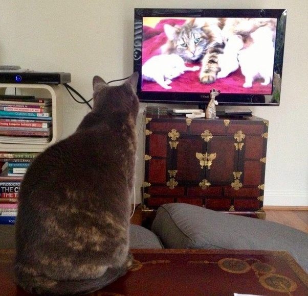 Does your cat like watching TV?
