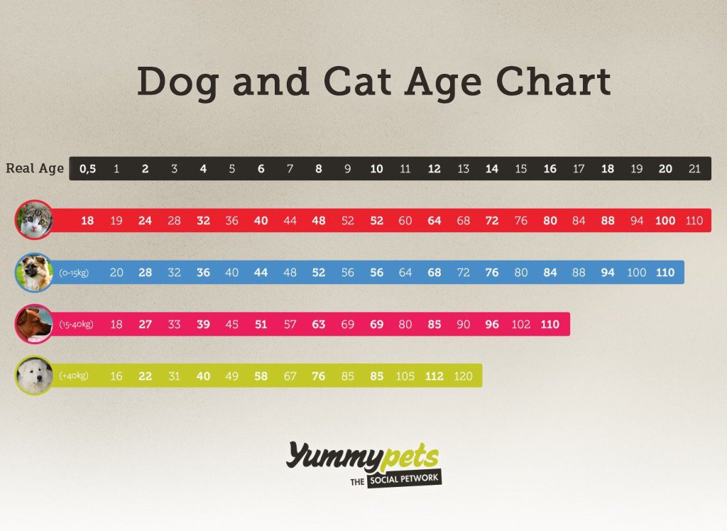 Dog and cat age chart