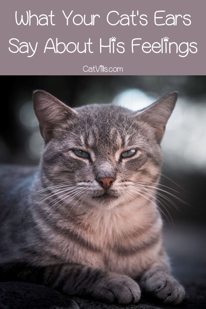 Ear Expression: Why Do Cats Put Down Their Ears?