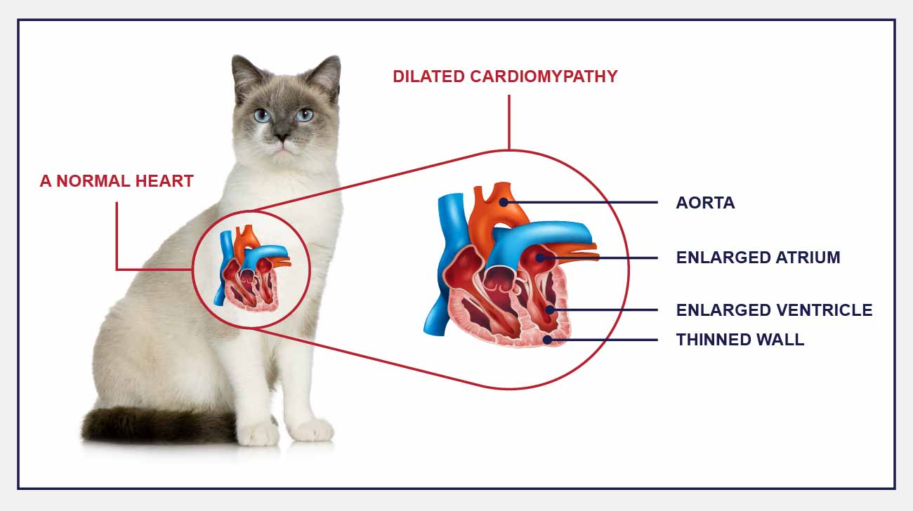 Enlarged Heart (Dilated Cardiomyopathy) In Cats