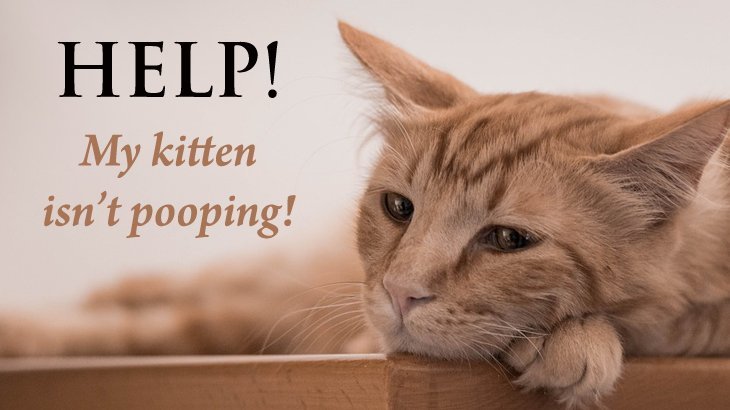 Help! My Kitten Isn