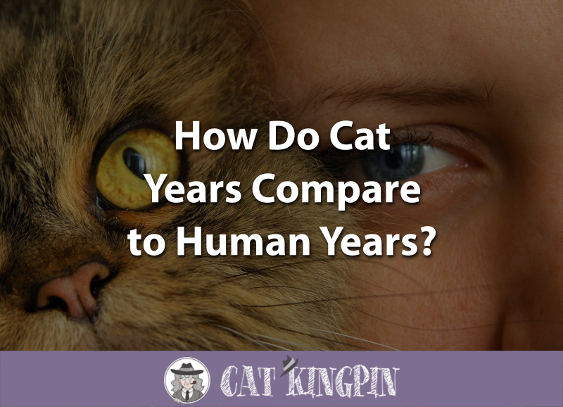 How Do Cat Years Compare to Human Years?