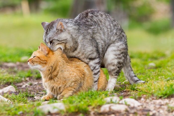 How Do Cats Mate? Discover The Way That Cats Get Pregnant