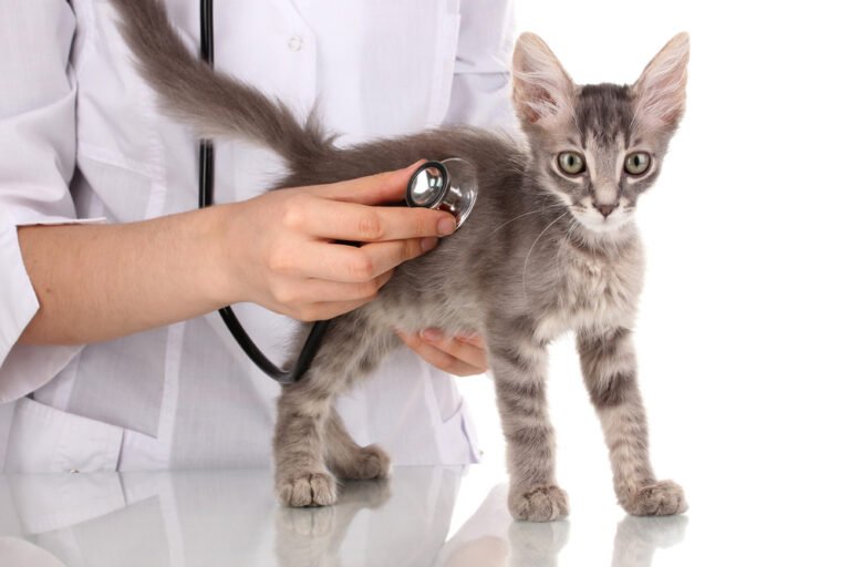 How Do I Know If My Cat Is Sick?