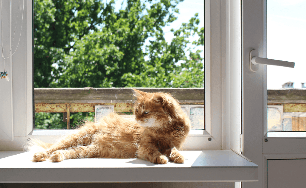 How Hot Is Too Hot for Cats Indoors?