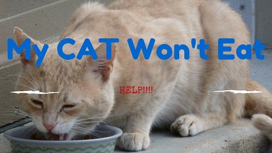 How Long Can CATS Go Without EATING? (Im Worried!)
