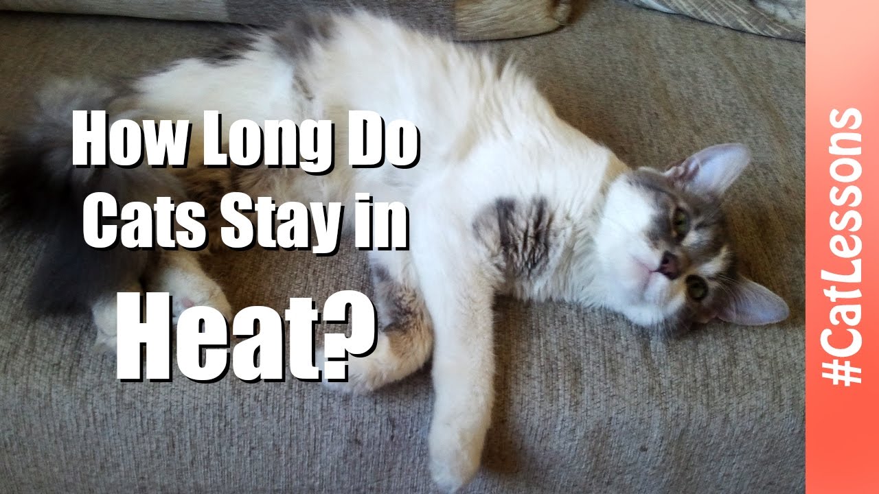 How Long Do Cats Stay in Heat?  Cat Lessons