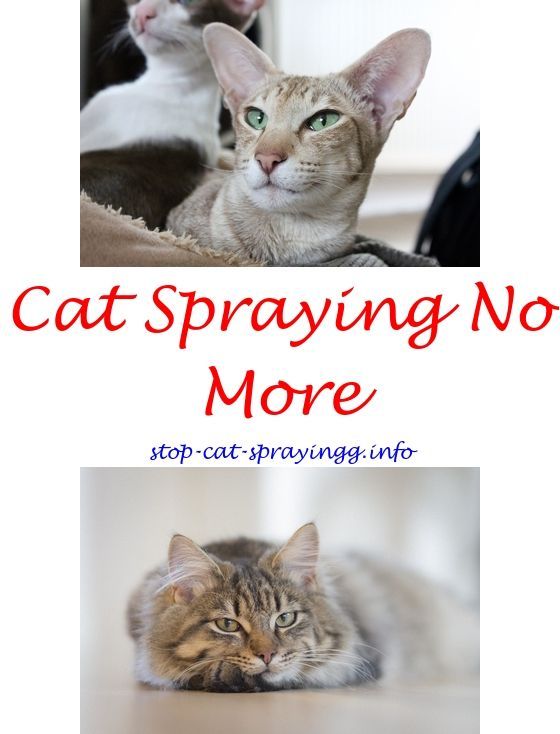 How Long Does Cat Pee Stink After Neutering
