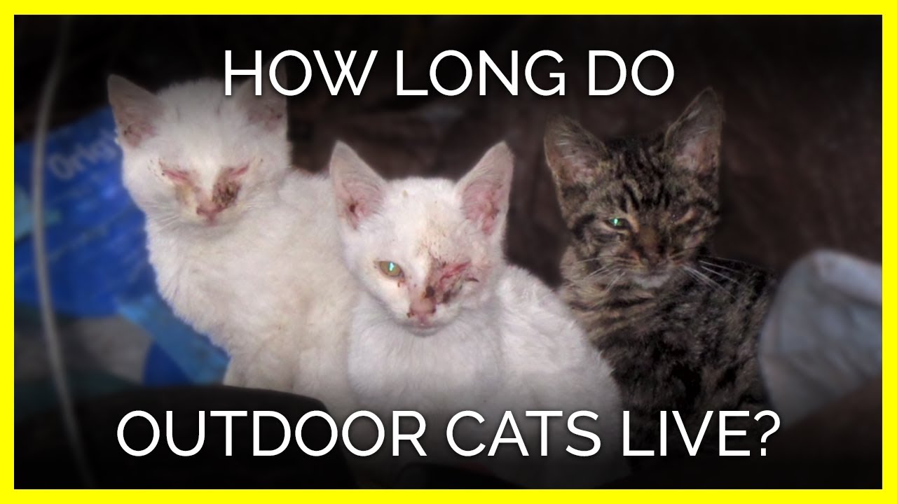 How Long Does The Average Domestic Cat Live