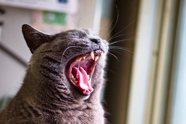 How Many Teeth Do Cats Have? 10 Facts on the Number of ...