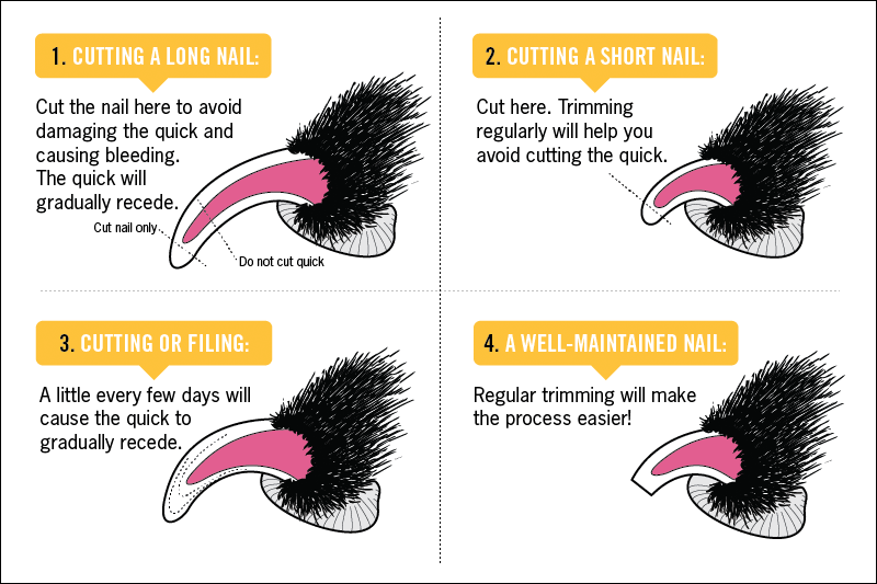 How Often Should You Cut Your Cats Nails