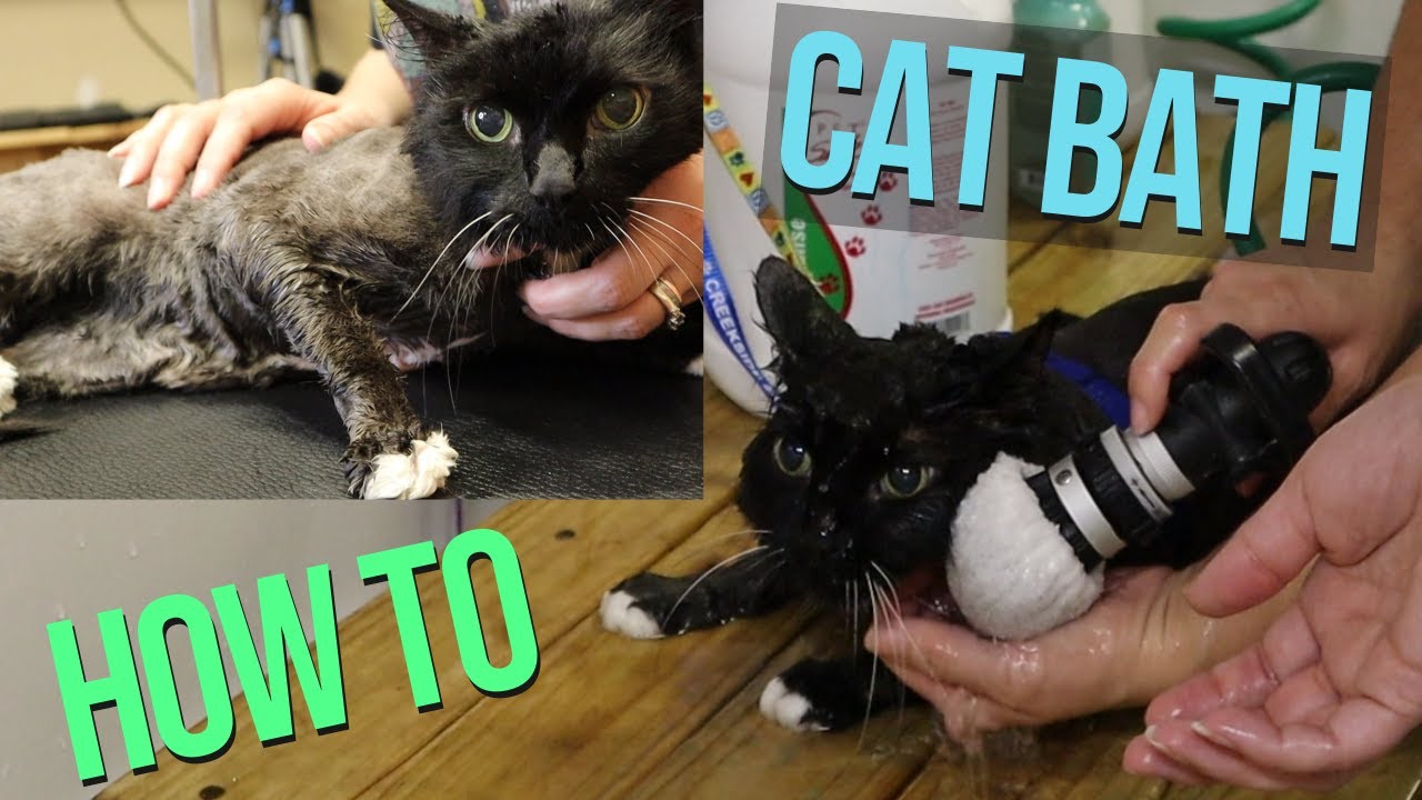 How to Bathe a cat // Can YOU bathe a cat?