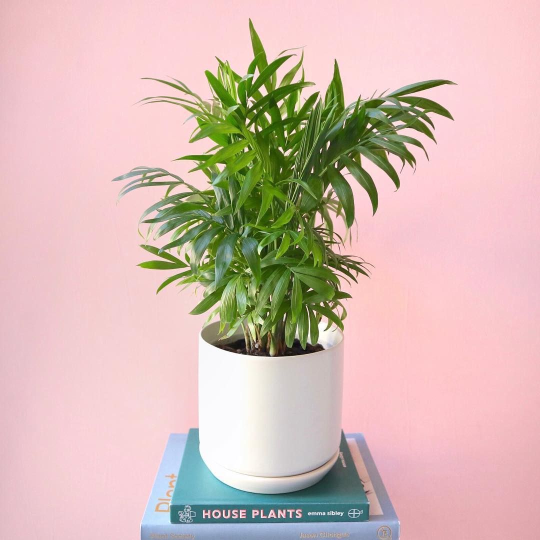 How to Care for (and Propagate) Your Parlor Palm