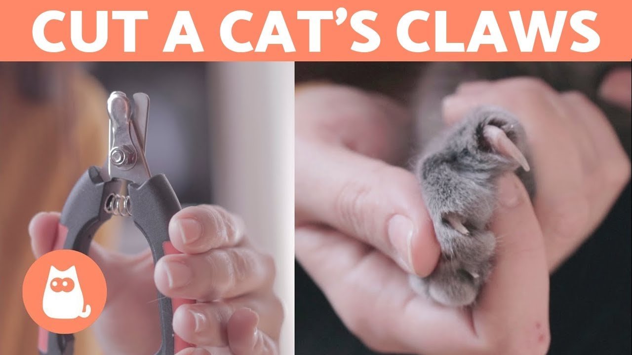 How to Cut a Cat