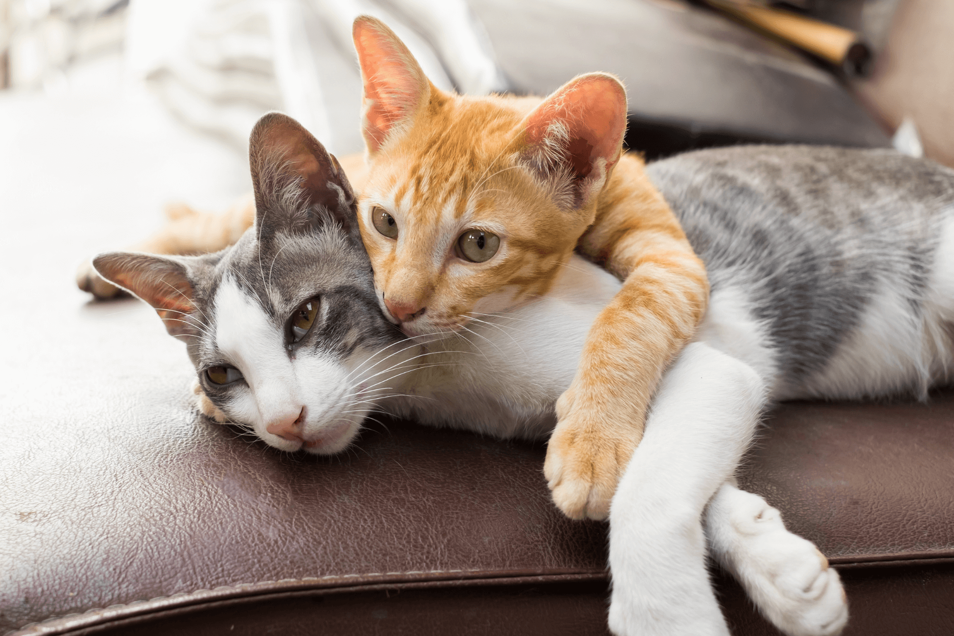 How To Get Cats To Get Along? 5 Effective Way