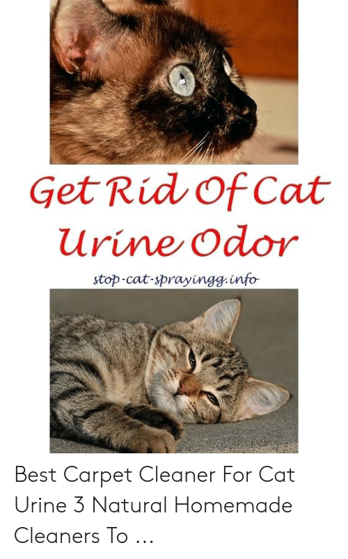 How To Get Rid Of Cat Urine Smell In Carpet Naturally