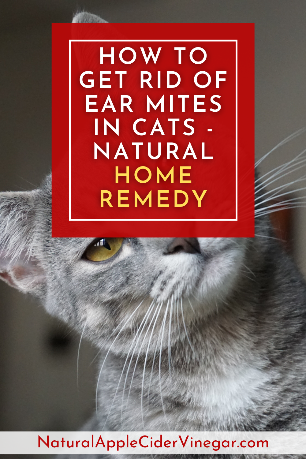 How to Get Rid of Ear Mites in Cats