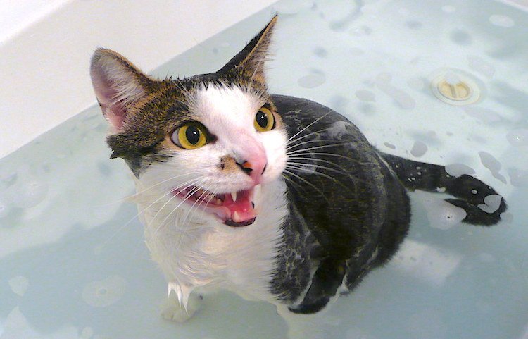 How to Give a Cat a Bath Yourself (Without Getting ...
