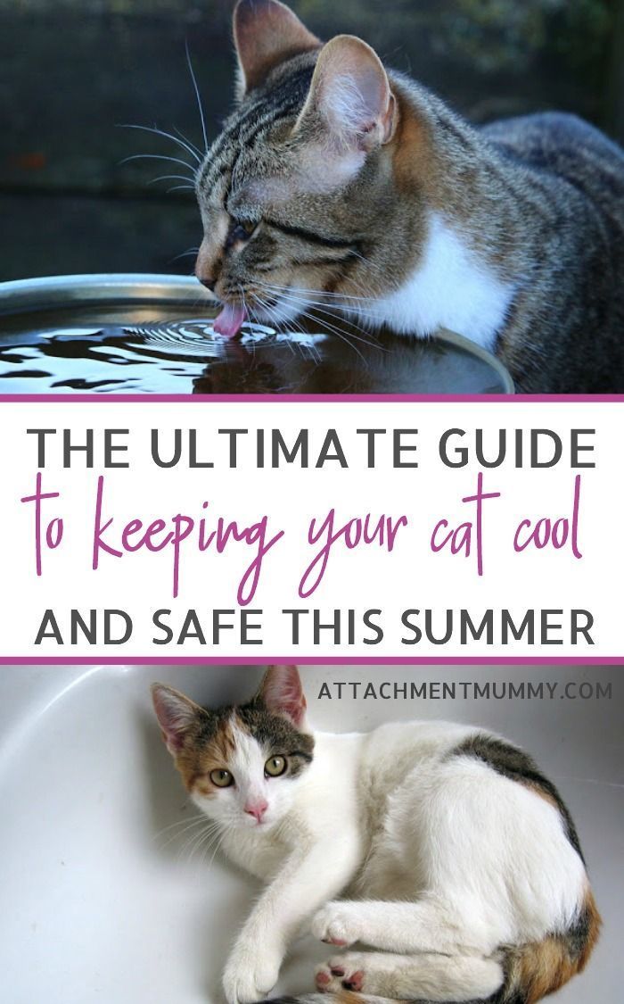 How to Help Your Cat Keep Cool in the Summer Heat