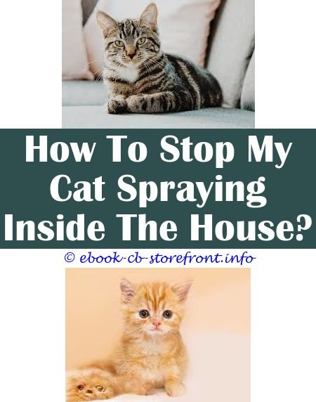 How To Keep A Male Cat From Spraying In The House