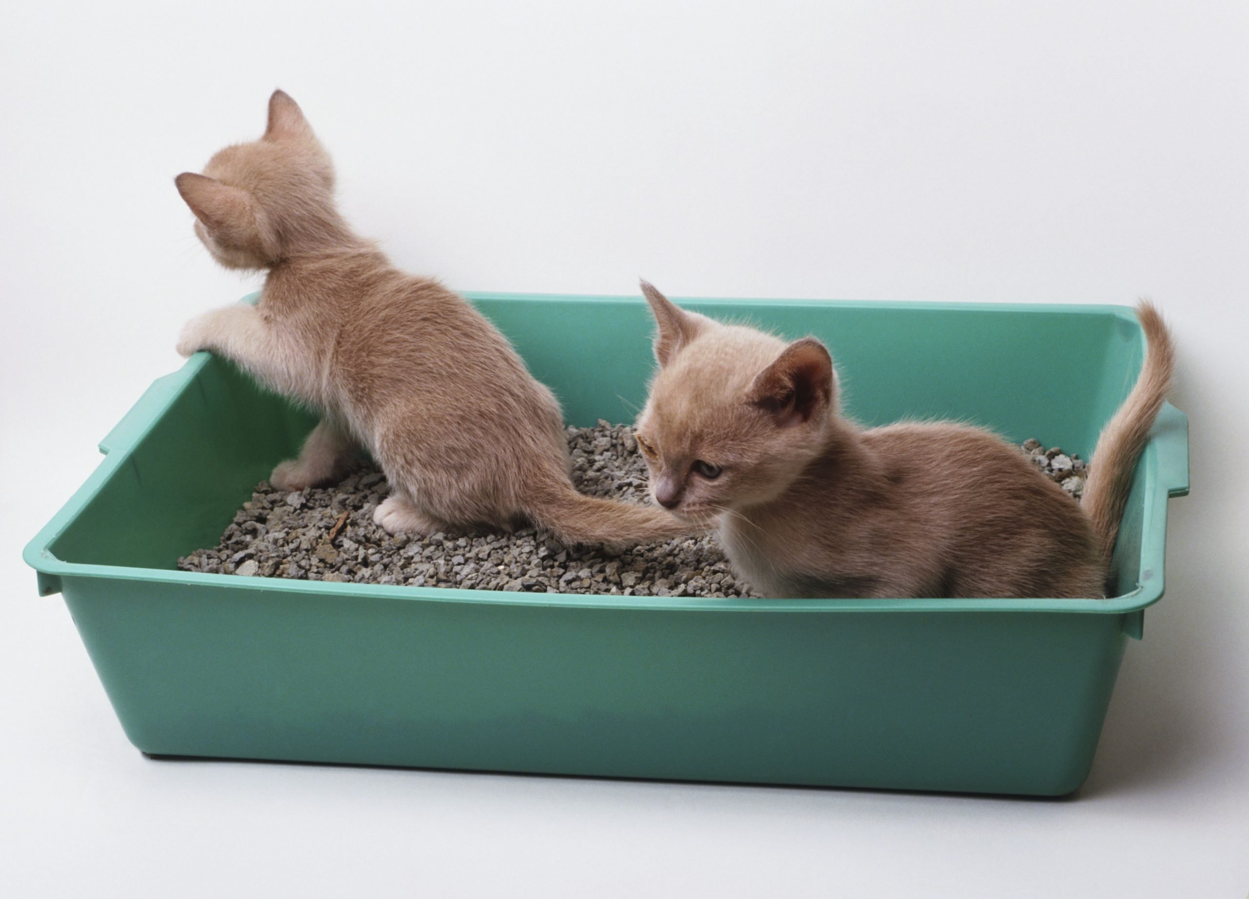 How to Litter Box Train a Kitten