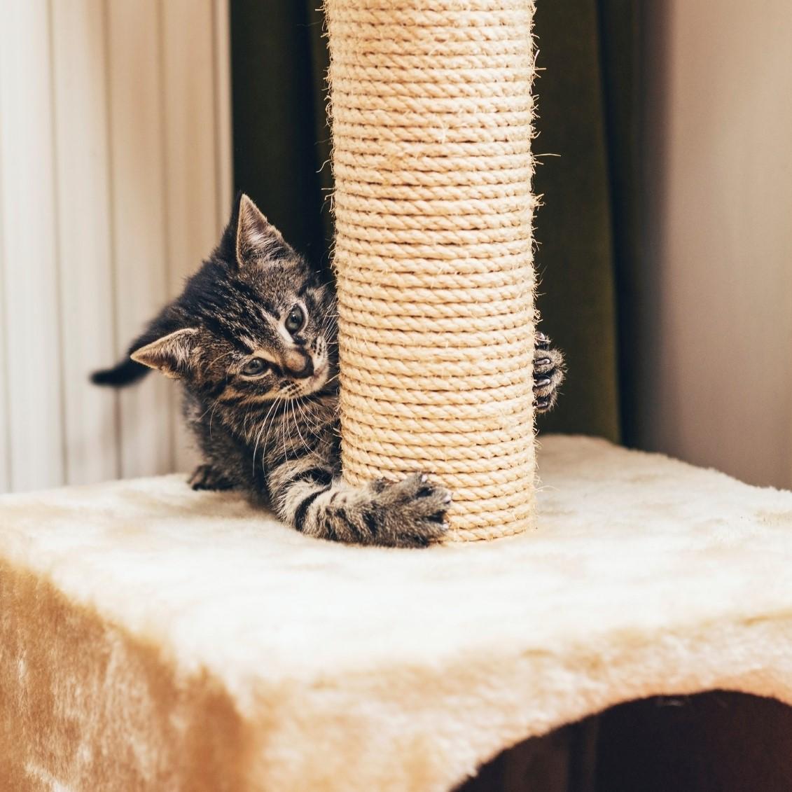How to Make a Homemade Scratching Post for Cats