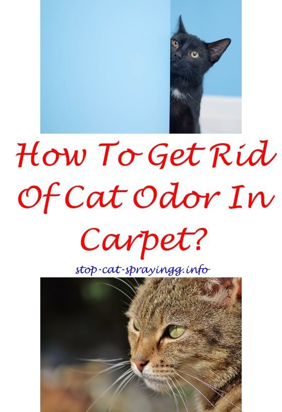 How To Stop A Male Cat From Spraying On Furniture Image JPG
