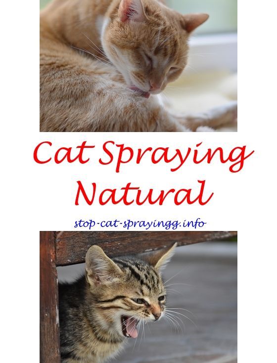how to stop neutered cat spraying 1 On CureZone Image Gallery