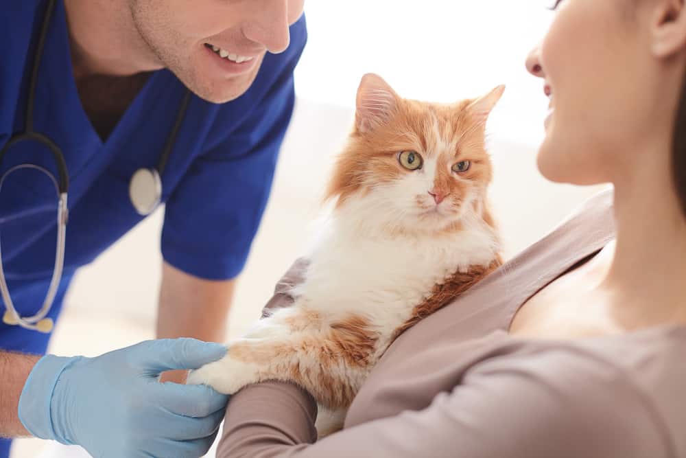 How to Tell if Your Cat Has a UTI
