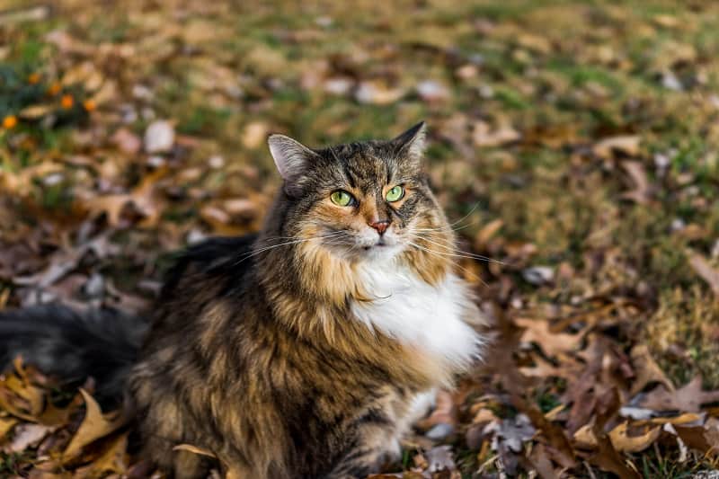 How To Tell If Your Cat Is A Maine Coon?