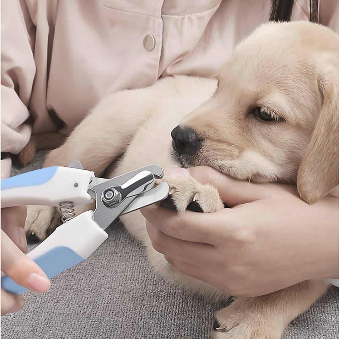 How to Use Dog Nail Clippers â Safely and Efficiently