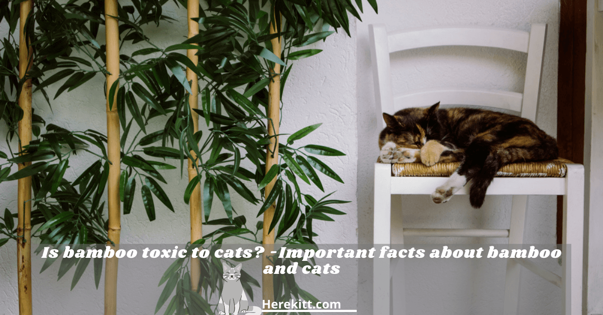 Is Bamboo Toxic To Cats ?