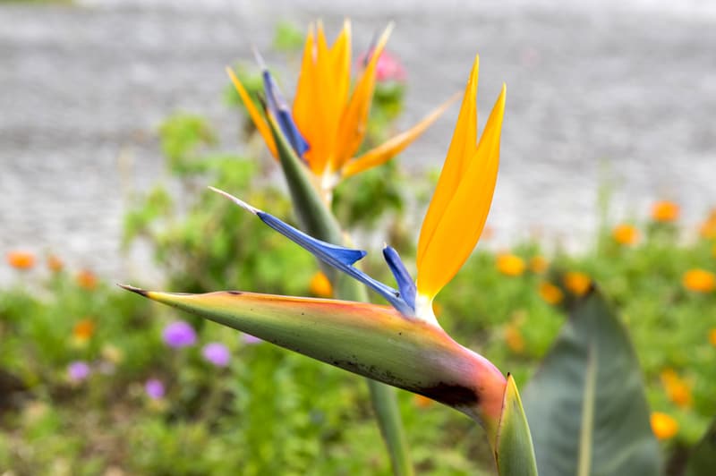 Is Bird of Paradise Poisonous to Cats and Dogs?