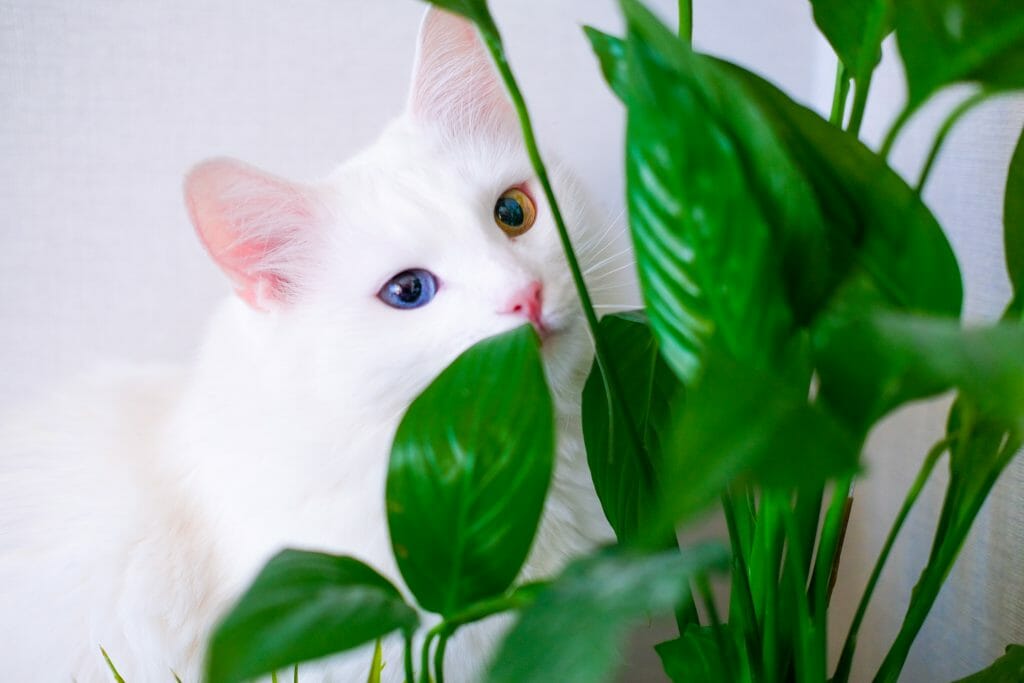 Is Spider Plant Poisonous To Cats?