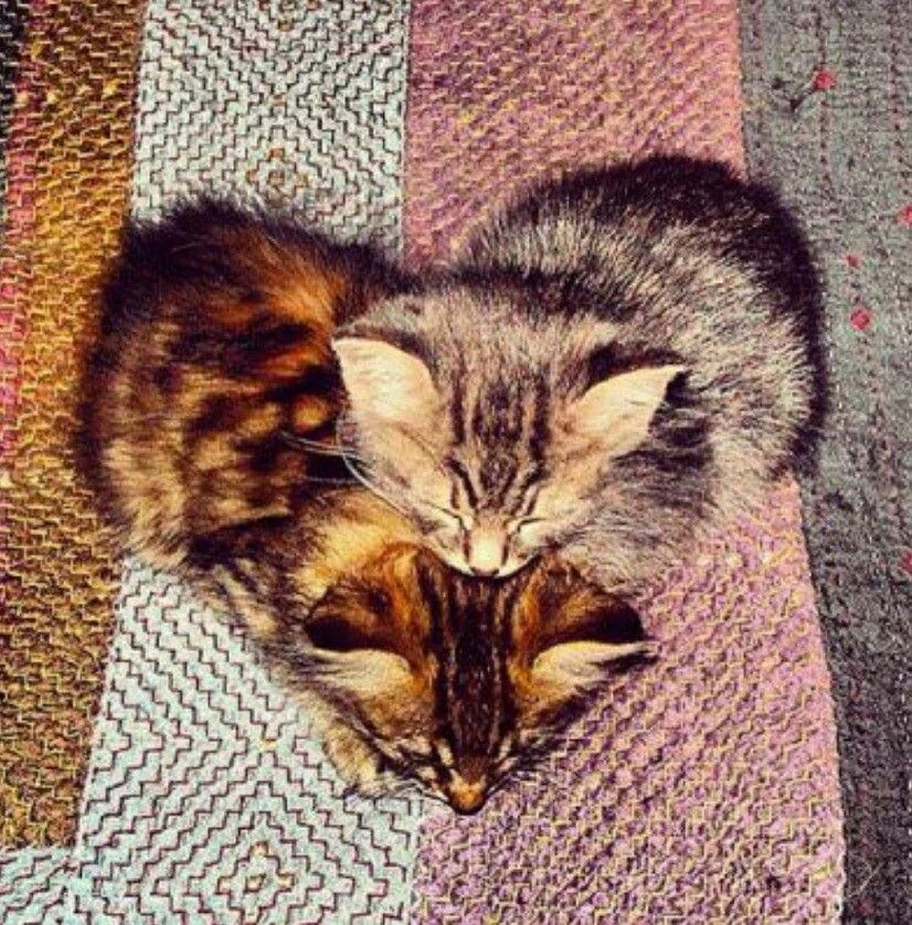 Kitten Heart    #CatsAndKittens