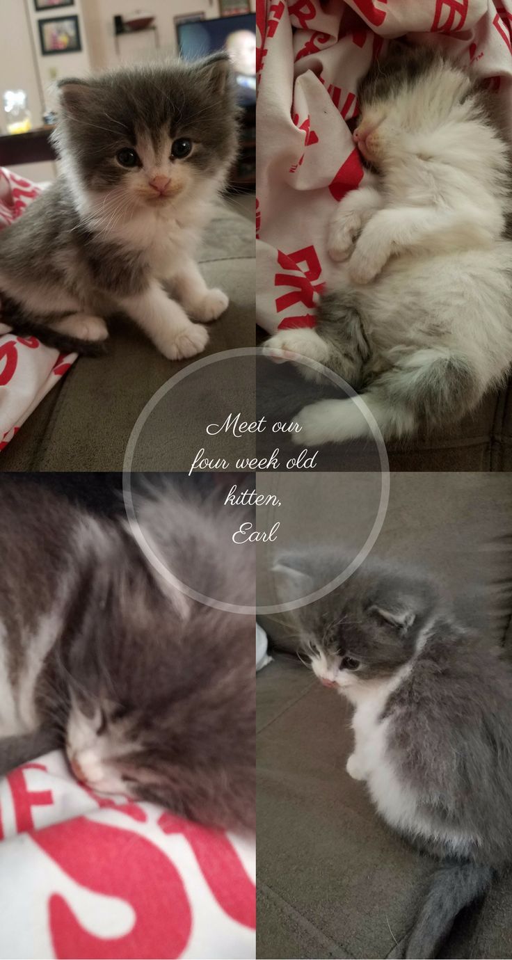 Meet Our 4 Week Old Kitten, Earl (and some tips for caring ...