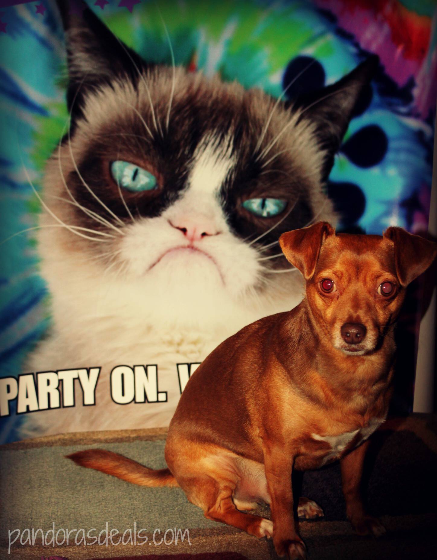 Party With Grumpy Cat And You Could Go to NYC!