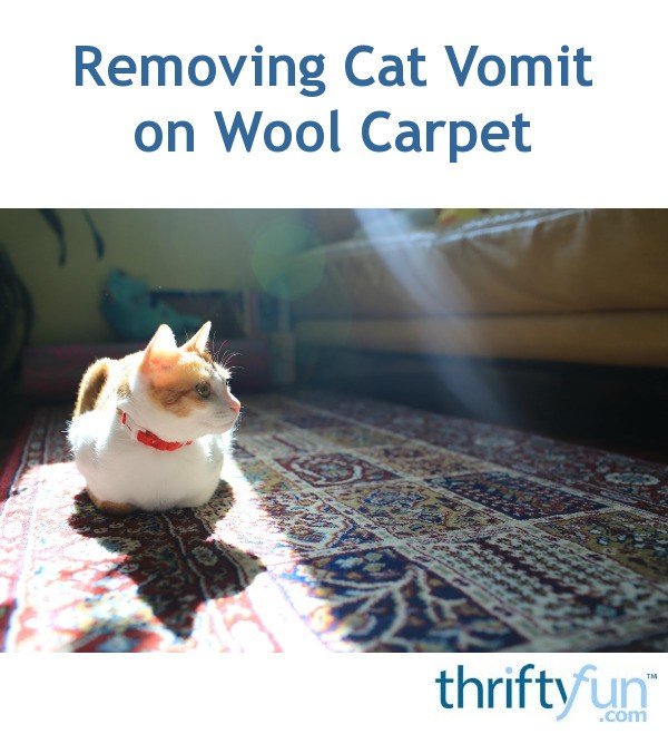 Removing Cat Vomit on Wool Carpet