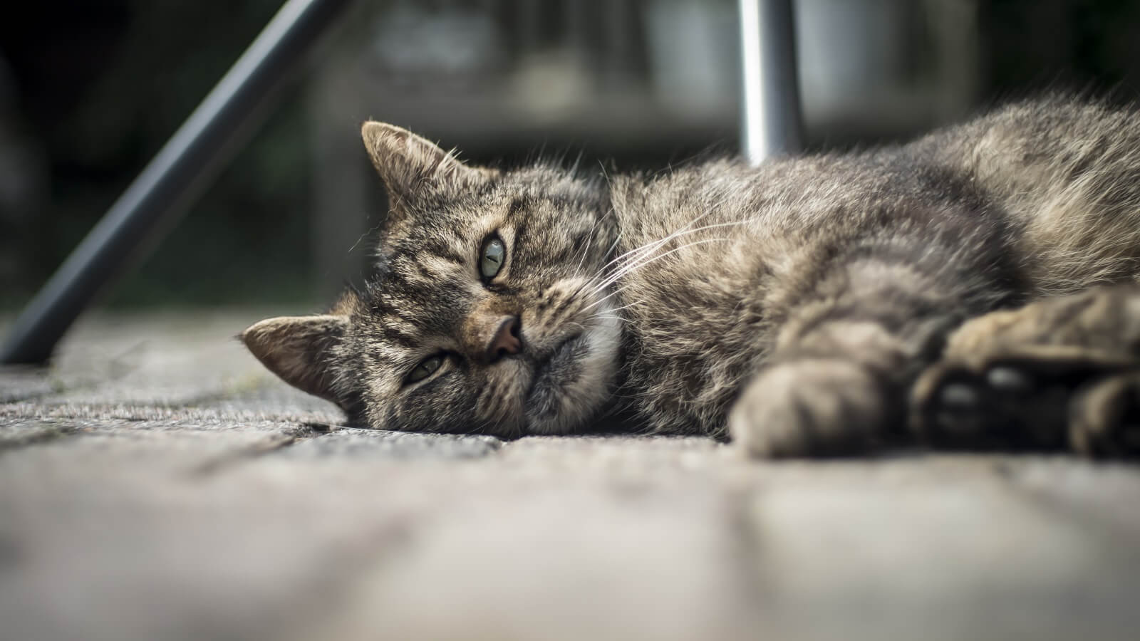 Signs Your Cat Is Dying And It Is Time To Say Goodbye ...
