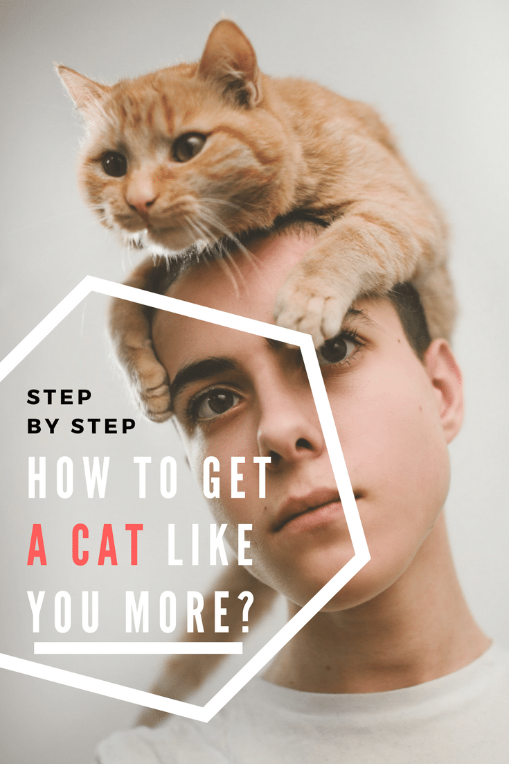 Step By Step How To Get A Cat To Like You More