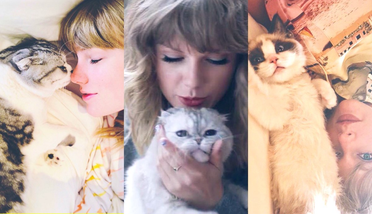Taylor Swift wants to Trademark Her Cat Benjamin Button