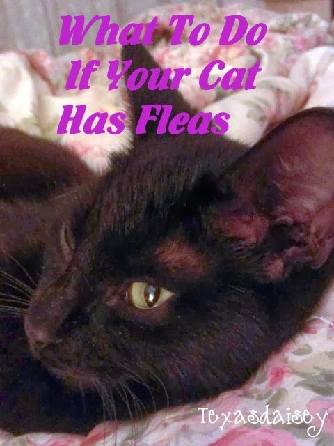 Texasdaisey Creations: What To Do If Your Cat Has Fleas