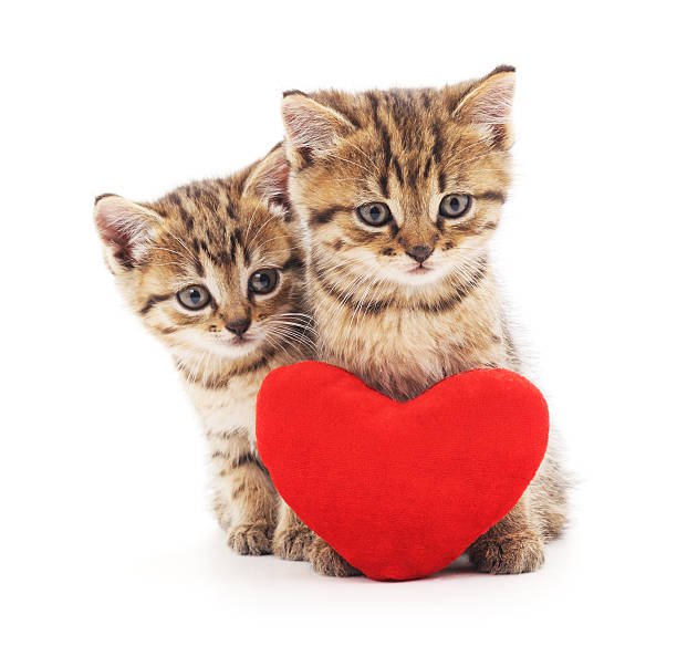 Top 60 Kitten Heart Stock Photos, Pictures, and Images ...