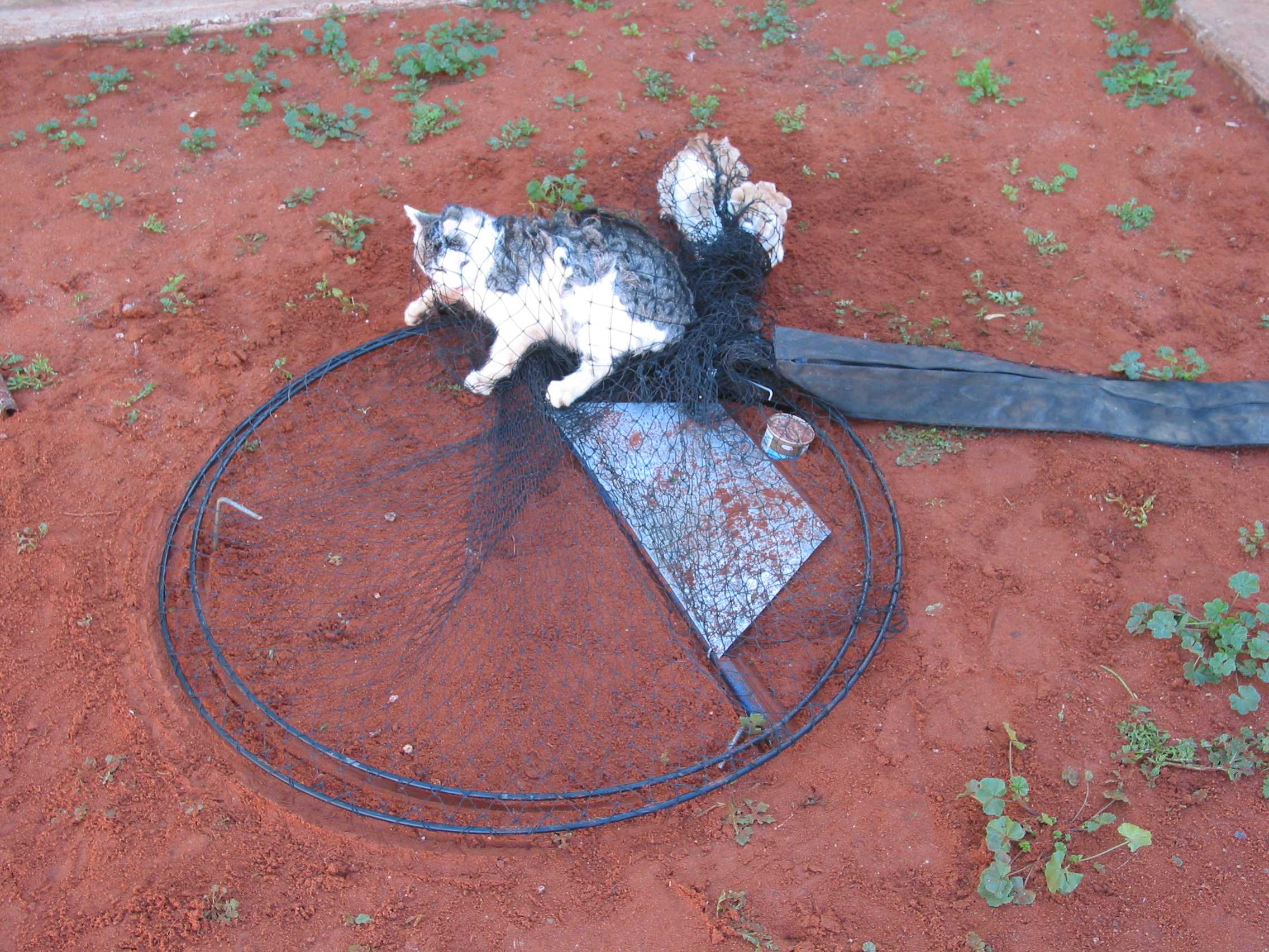 Trapping of feral cats